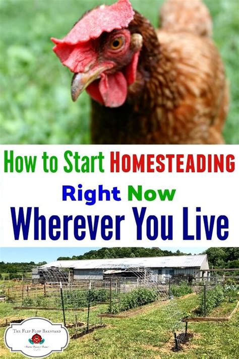 How To Start Homesteading Right Now Homesteading Backyard Farming
