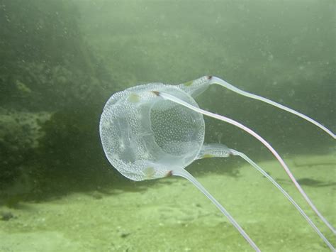 Box Jellyfish Zoologyblogonanimals