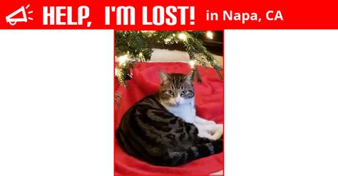 Lost Cat Napa California Dale