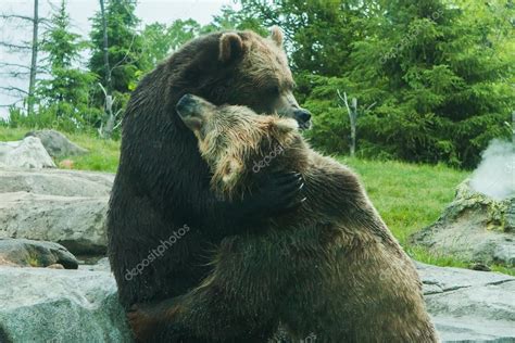 Two Grizzly Brown Bears Fight — Stock Photo © Coffee999 43066307