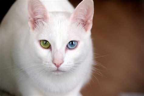 Heterochromia Eyes Cat