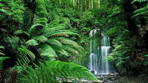 In The Bush Of New Zealand Waterfall River Ferns Trees Hd