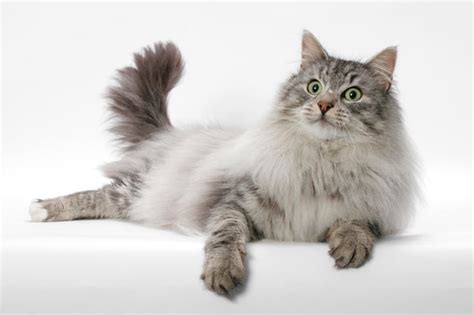 22 Long Haired Cat Breeds You Cant Help But Love 2024