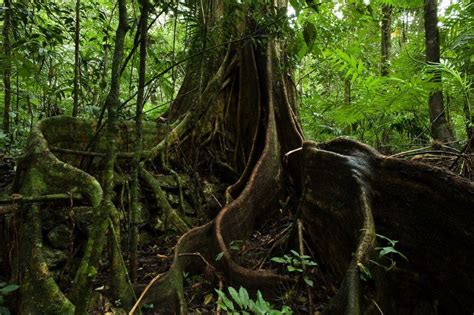 La Importancia Que Tienen Los Bosques Tropicales Comisión Nacional De