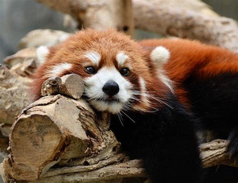 30 Lovable Red Pandas Just Doing What Red Pandas Do Red Panda Cute