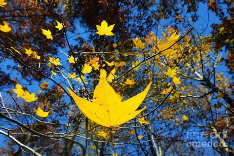 Autumn Yellow Leaves Photograph By Debbie Lenahan Fine Art America