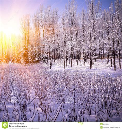 Beautiful Winter Landscape At Sunset Stock Images Image