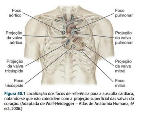 O Ciclo Cardíaco E A Ausculta Cardíaca Mila Semiologia 55 OFF