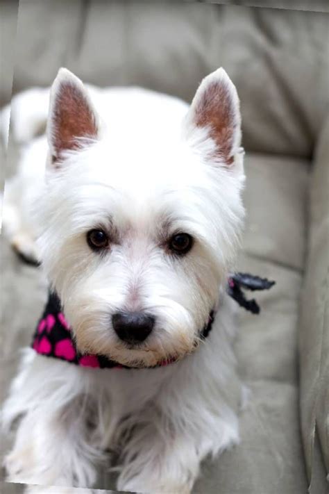 4676 Best Westie Love Images On Pinterest Westies White Terrier And West Highland White