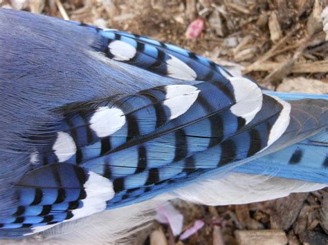 Close Up Of Blue Jay Feathers Zoochat