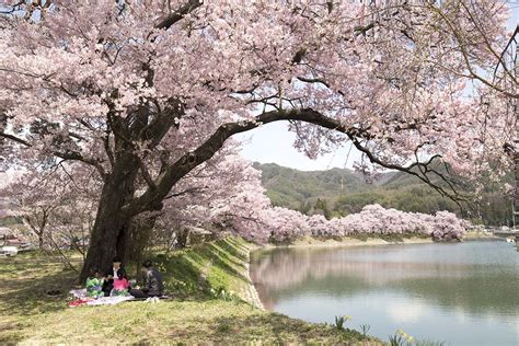 伊那市の三峰川、伊那公園、春日城址公園、六道の堤、高遠城址公園で満開の桜を撮影しました 宮下一郎 ブログサイト