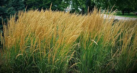 Plant Of The Week Karl Foerster Grass Grimms Gardens