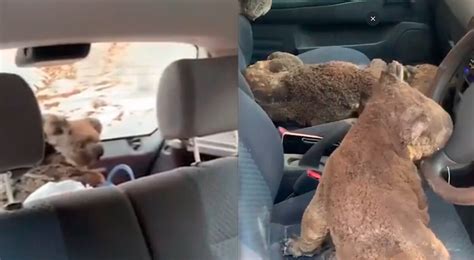 Maybe you would like to learn more about one of these? Incendios en Australia: koalas heridos son rescatados por ...