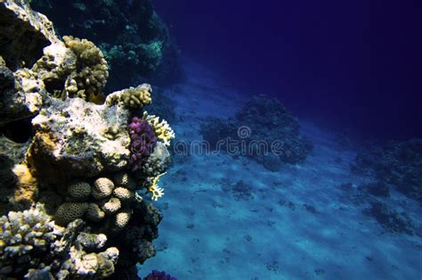 Edge Of Coral Reef Stock Image Image Of Deep Coral 24502903
