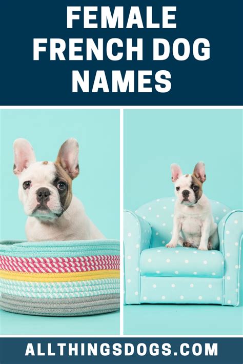 Female French Dog Names French Dog Names Dog Names French Dogs