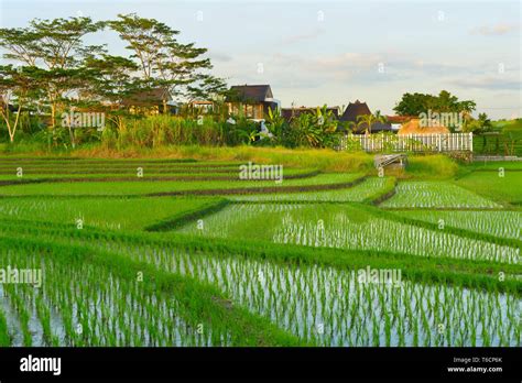 Bali Rice Fields At Sunset Stock Photo Alamy