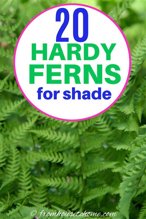 Who Knew There Were So Many Winter Hardy Fern Varieties Short Or Tall