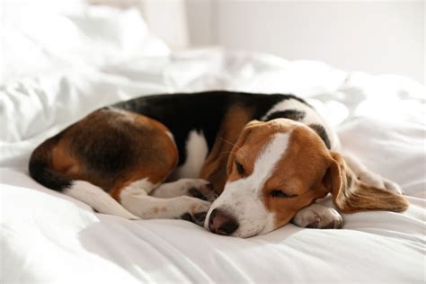 Dog Lethargy Causes And Treatments Dutch