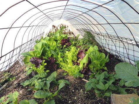 You can extend the growing season in your own home vegetable garden, by building custom and inexpensive hoop houses over your existing raised beds. Gardening for Life - Discovering New Ways To Feed The ...