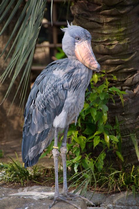 The Shoebill Balaeniceps Rex Also Known As Whalehead Or Shoe Billed