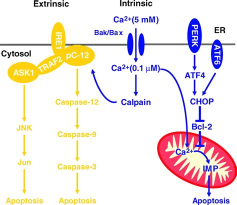 Apoptotic Signaling Pathways Activated By Er Stress Imp Represents