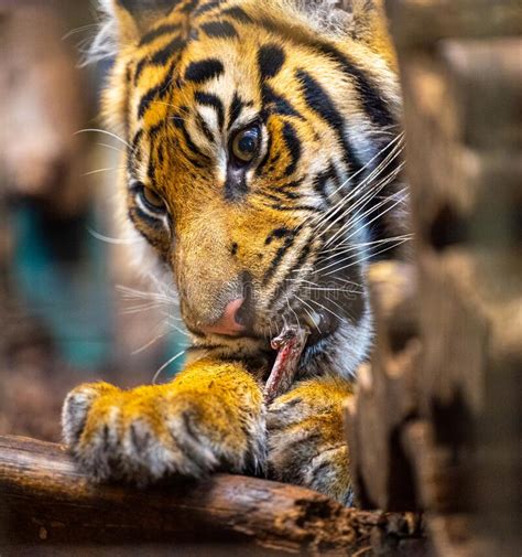 Sumatran Tiger Rare Tiger Subspecies That Inhabits The Indonesian