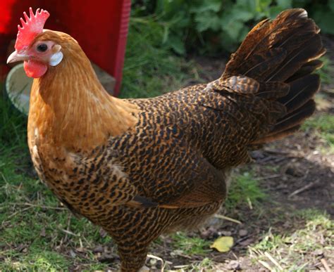 Campine For Sale Chickens Breed Information Omlet