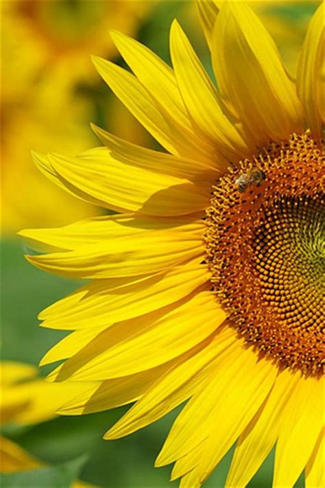iphone sunflower wallpaper