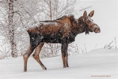 Moose In Snow A Young Moose Cant Tell If Its Male Or F Flickr