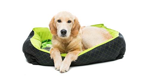 Best Dog Beds For Golden Retrievers To Keep Your Pup Comfortable