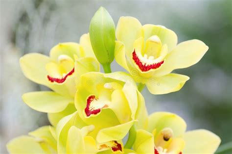 Yellow Orchids Flower Stock Image Image Of Gardening 93339811