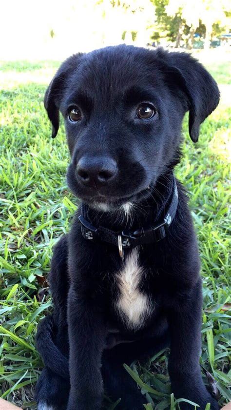 Australian Shepherd Lab Mix Characteristics Appearance And Pictures