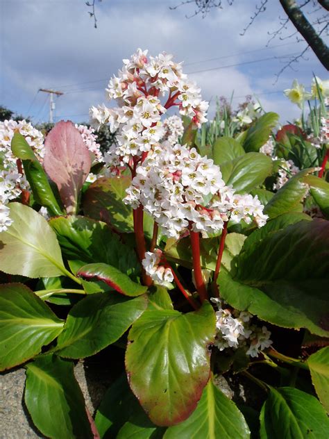 Bergenia Bressingham White Plants Shade Garden Garden Nursery