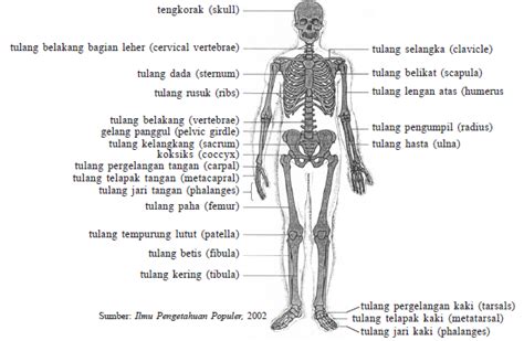 Anatomi Rangka Manusia