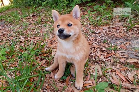 Mini Mame Male Shiba Inu Puppy For Sale Near Orlando Florida