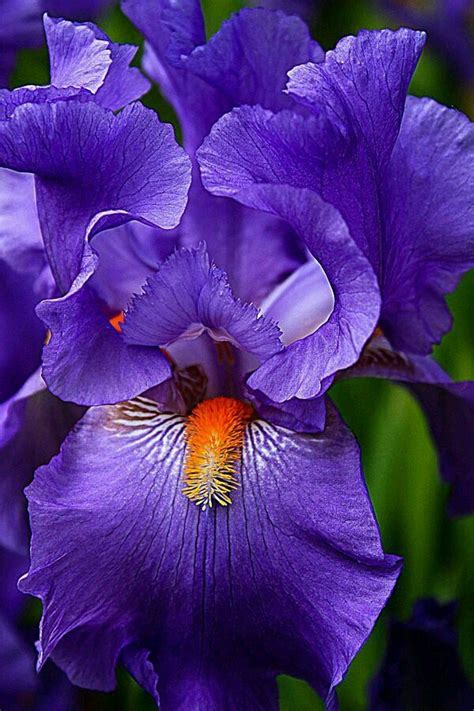 Akhan2001 Purple Iris Amazing Flowers Iris Flowers Beautiful