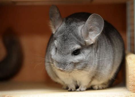 28 Chinchilla Behaviors And Sounds And What They Mean The Pet Savvy