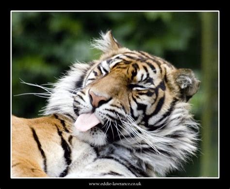 Tiger Poking Its Tongue Out Eddie Lawrance Flickr