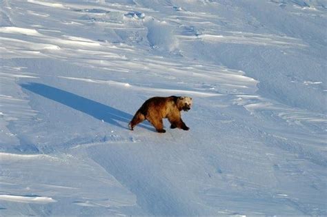 Polar Grizzly Bear Hybrids In The Arctic May Not Threaten Species