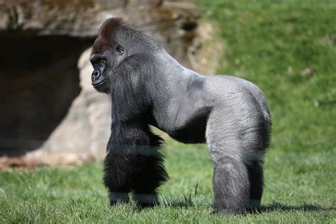 Who Was Harambe The Gorilla? The Cincinnati Zoo Touted His