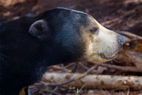 Malayan Sun Bear Zoo Atlanta