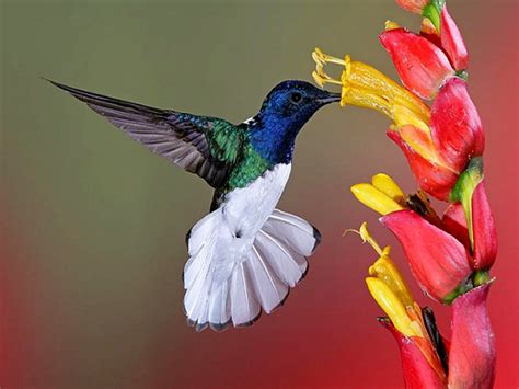 Birds and flowers hd wallpaper. flowers for flower lovers.: Flowers and birds beautiful ...