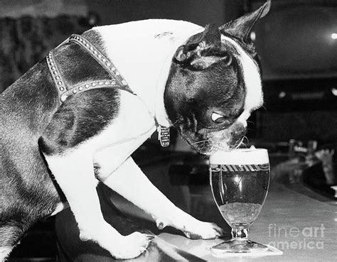Dog Drinking Beer From Glass In Bar Photograph By Bettmann Pixels