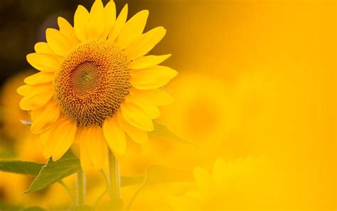 Sunflower Yellow Background Wallpapers 1920x1200 335950