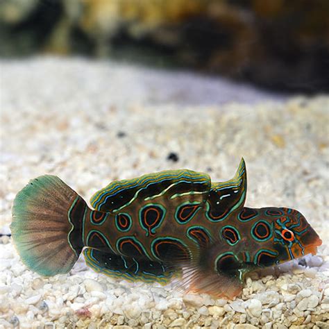 Spotted Mandarin Saltwater Aquarium Fish For Marine Aquariums