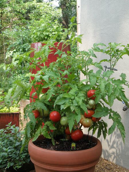 Growing Tomatoes Bonnie Plants