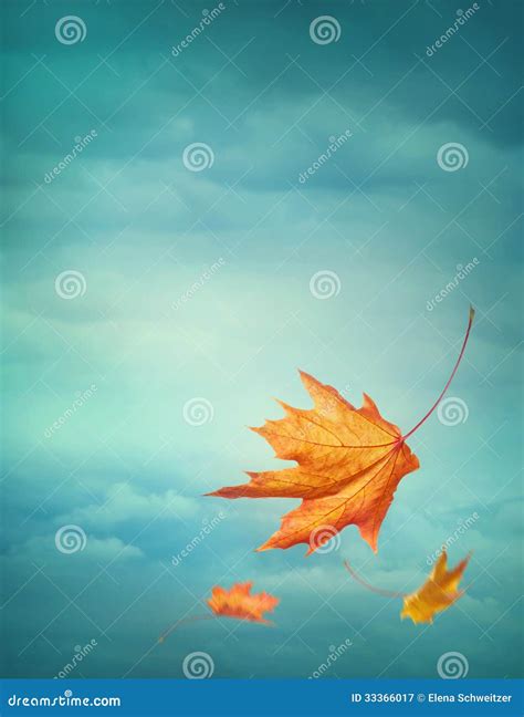 Fallende Blätter Des Herbstes Stockbild Bild Von Jahreszeit Umgebung