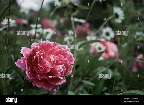 Pink Peony Isolated Fully Flowered Stock Photo Alamy