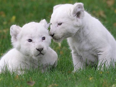 Baby White Lions Hd Wallpapers