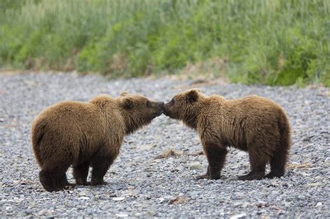 Grizzly Bear Baiter In British Columbia British Columbia Travel And